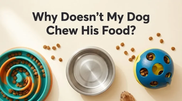 Flat-lay of slow-feeder bowl and standard dog bowl with kibble, with the headline Why Doesn't My Dog Chew His Food as text overlay.