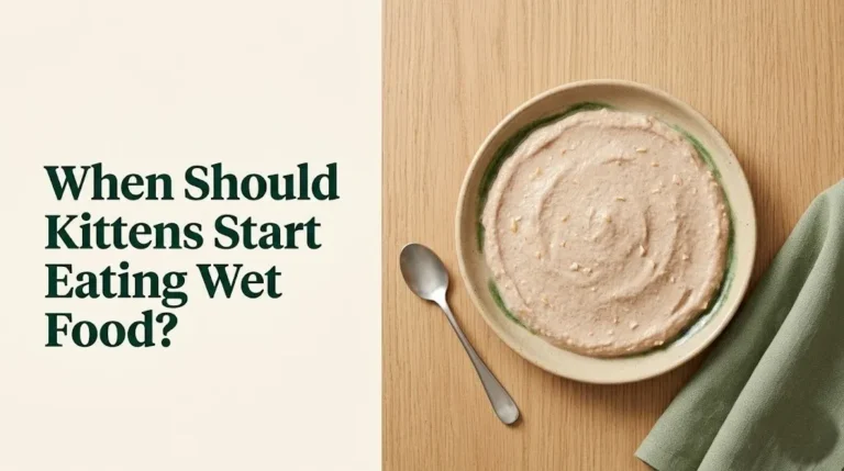 Shallow dish of kitten wet food with text overlay When Should Kittens Start Eating Wet Food, guide for 2026.